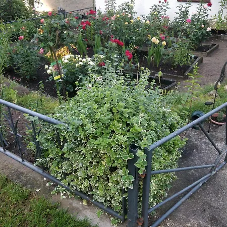 Gaestehaus Am Teich * Raben Steinfeld